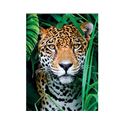 500 hqc el jaguar en la jungla