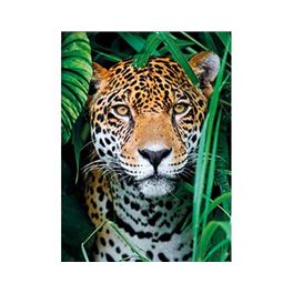 500 hqc el jaguar en la jungla - 06635127